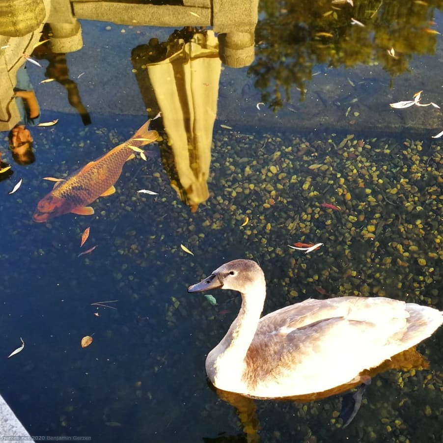 Cover Image for Пруд