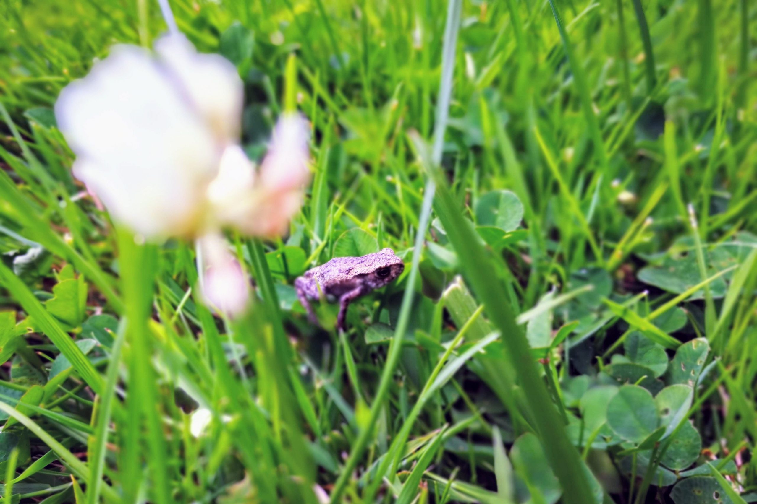 Cover Image for Лягушка