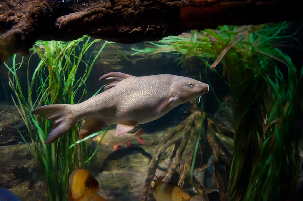 Cover Image for Водная жизнь