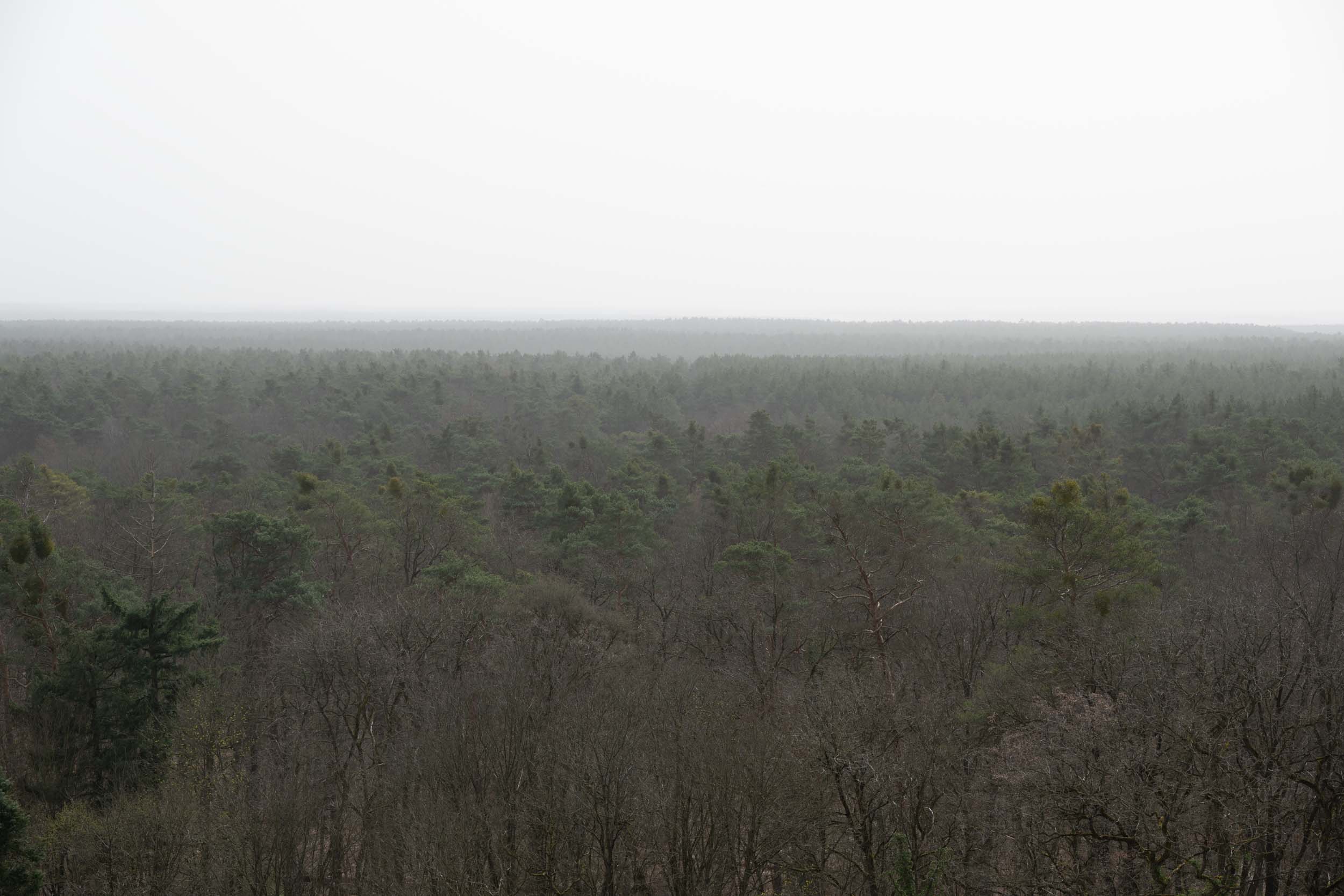 Der Wald im Saharastaub
