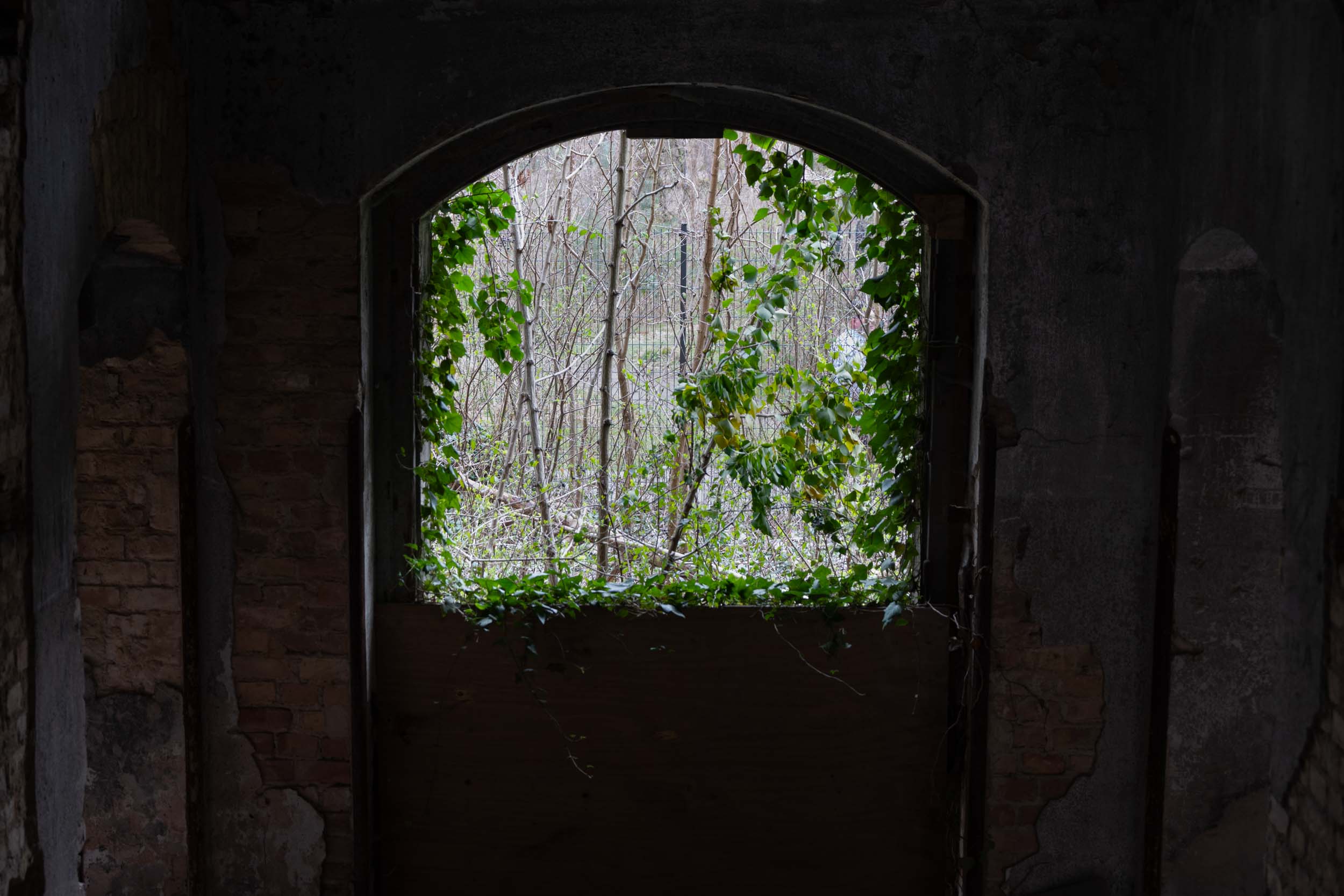 Grün im Fenster