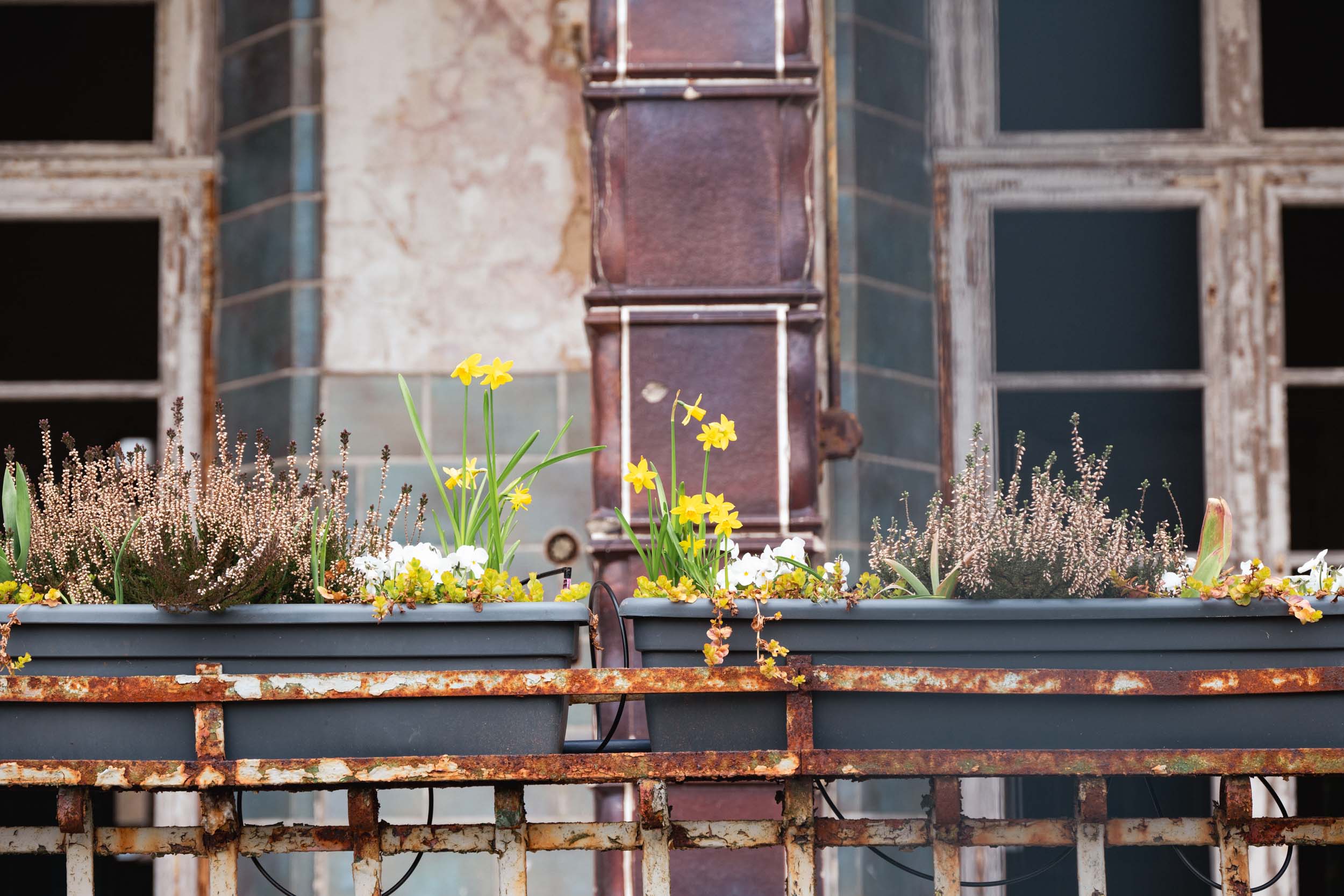 Blumen