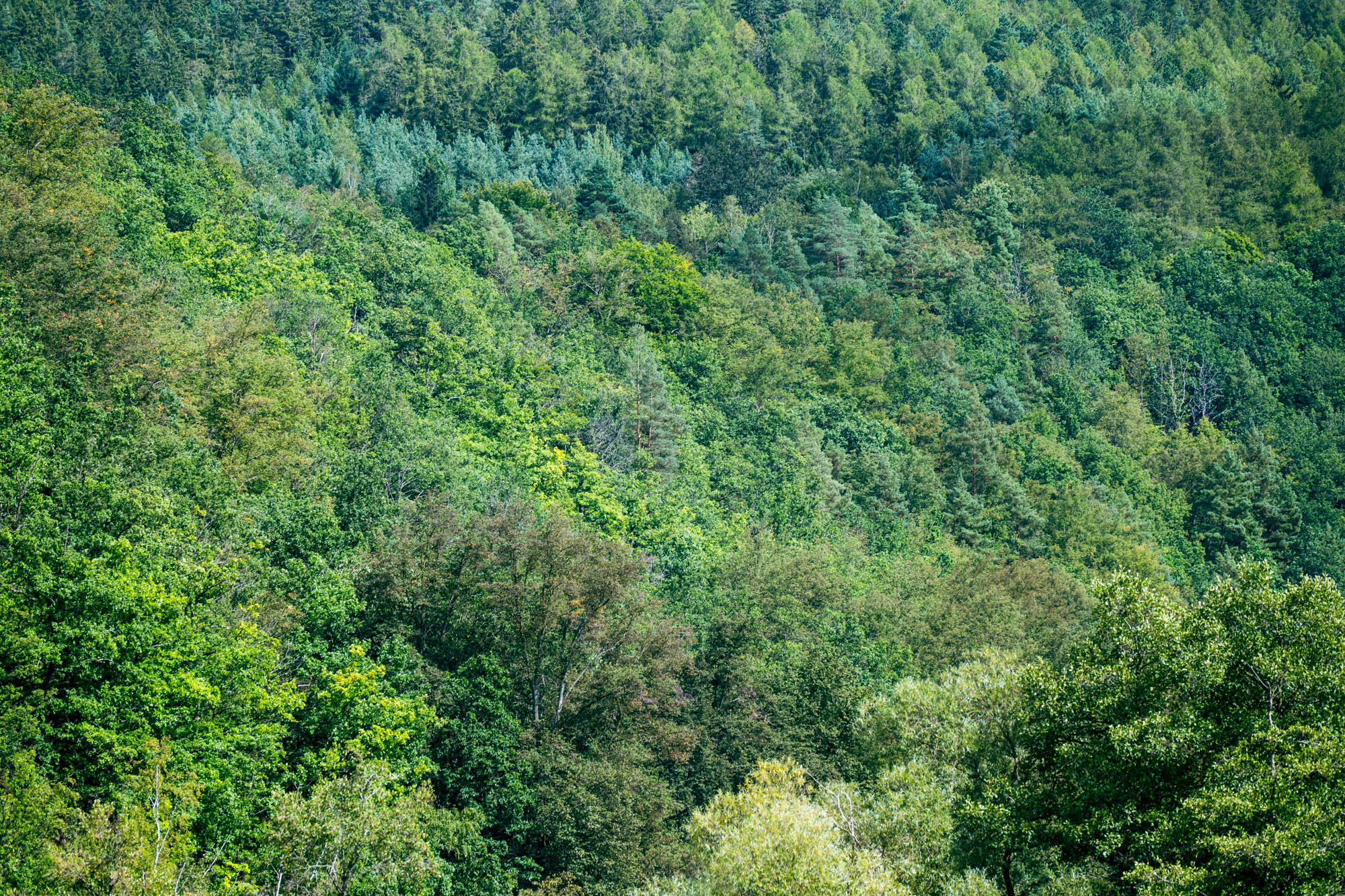 Wald am Berghang.