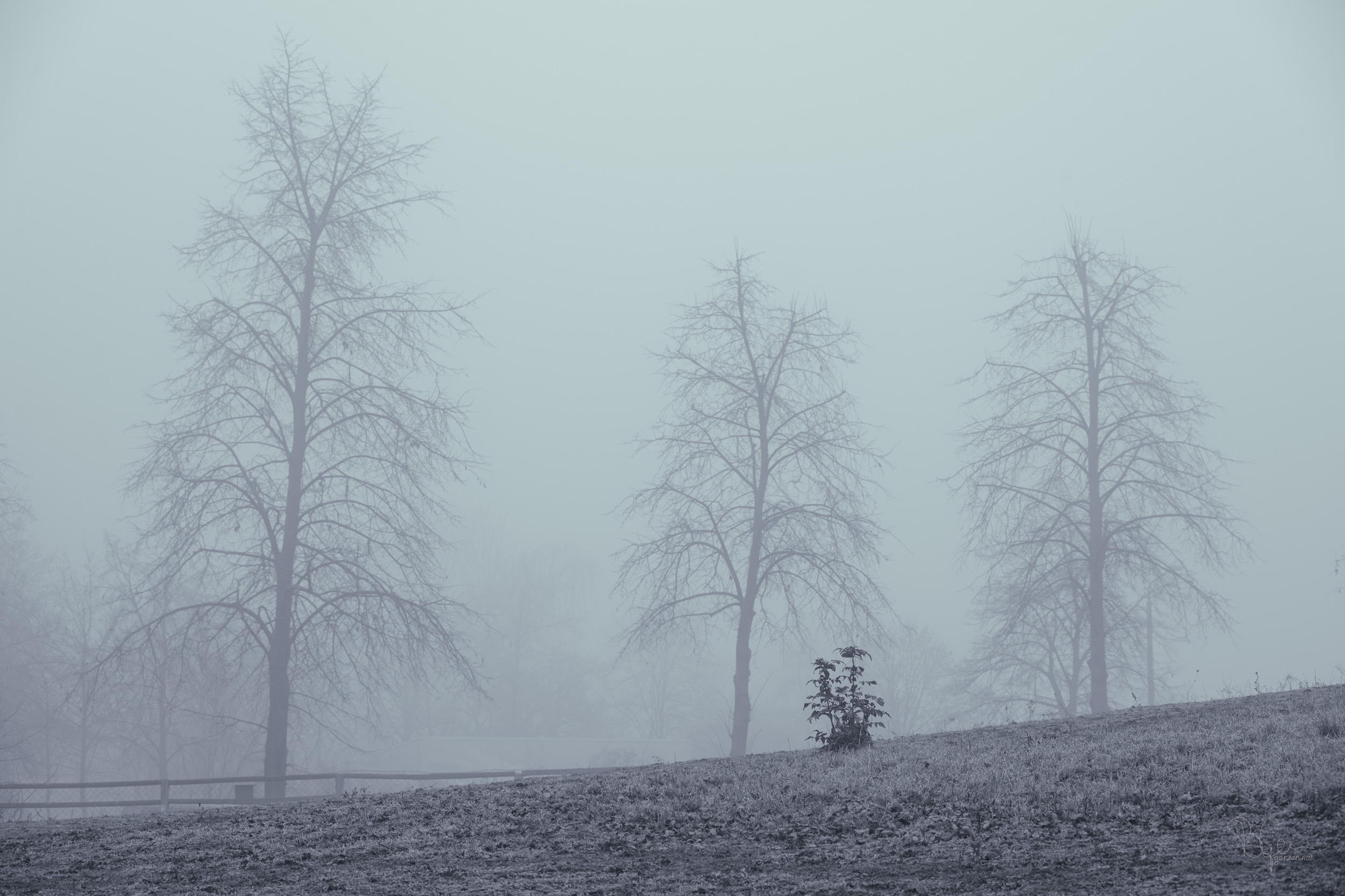 Cover Image for Drei Bäume im Nebel