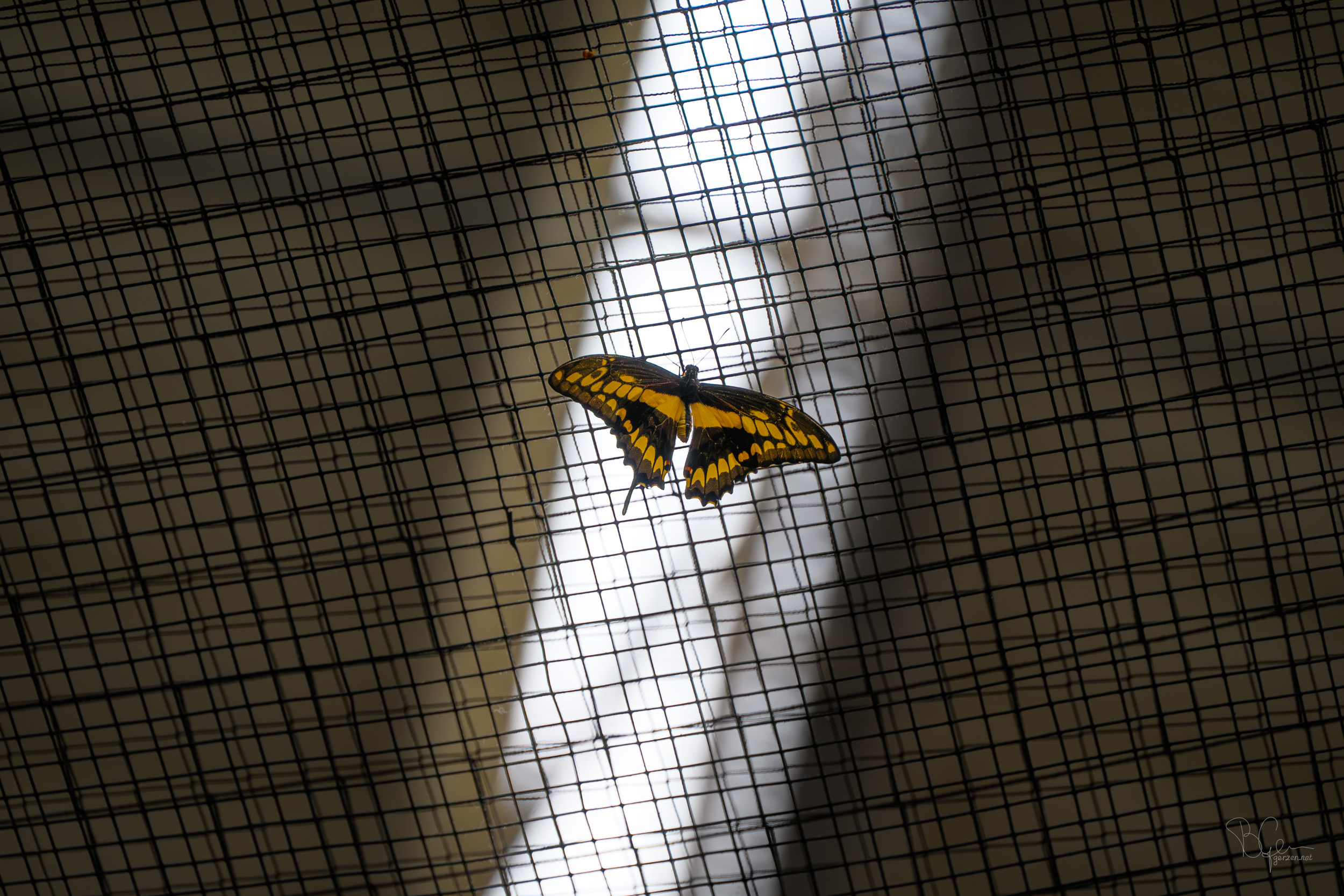 Cover Image for Schmetterling