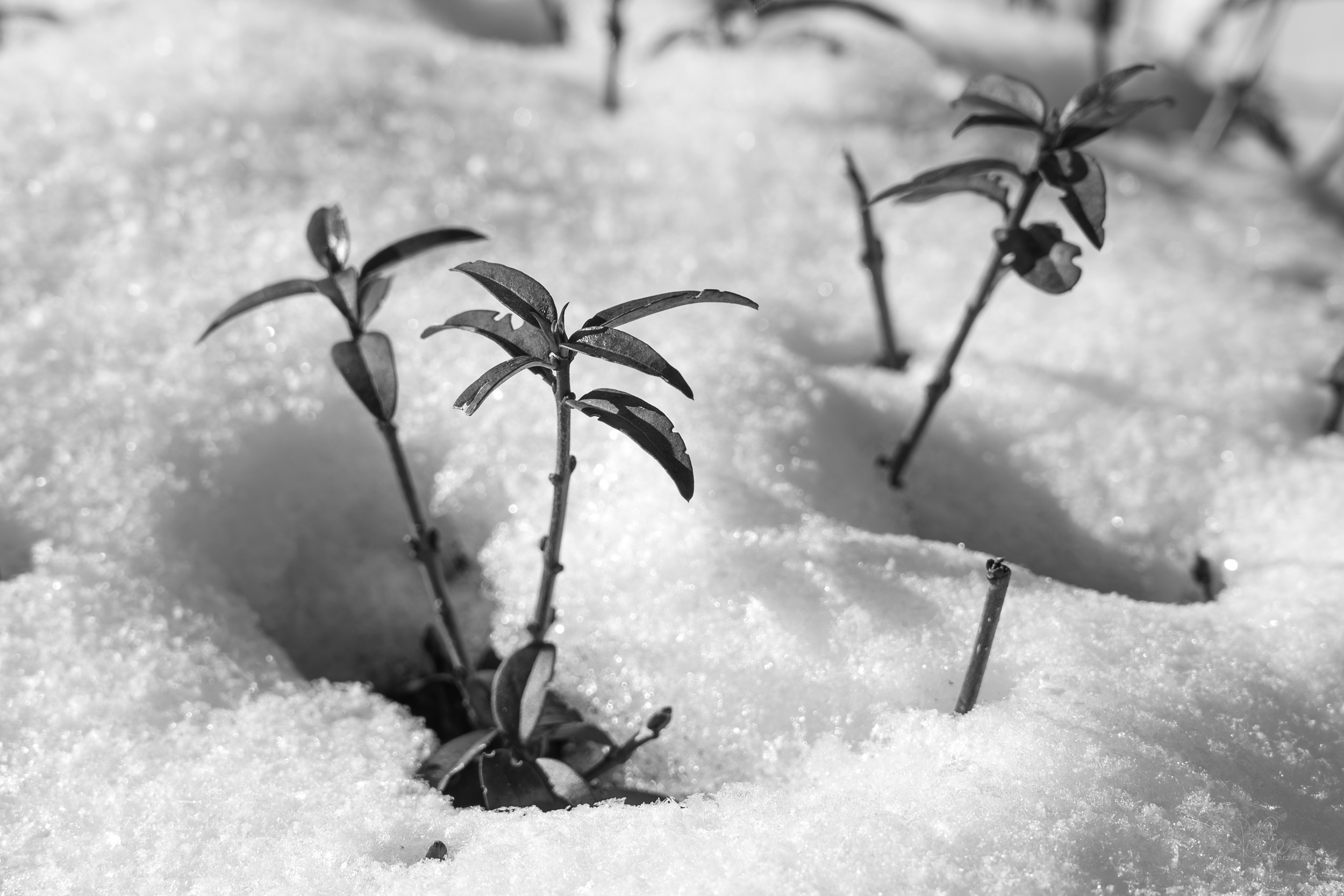 Cover Image for Die Schneepalmen